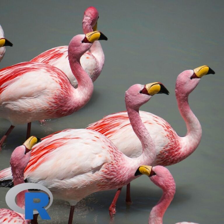 A group of flamingos