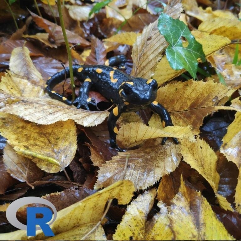 A yellow and black Salamander