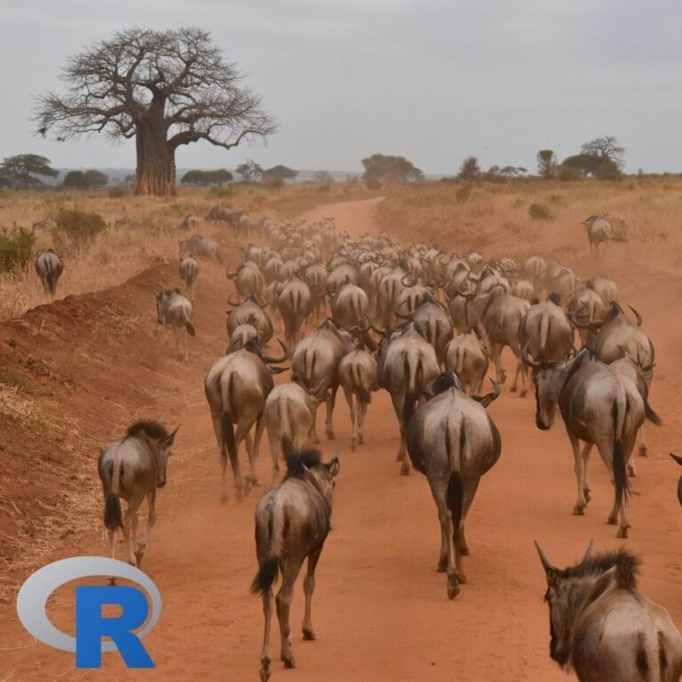 A herd of Wildebeest walking on a dirt road