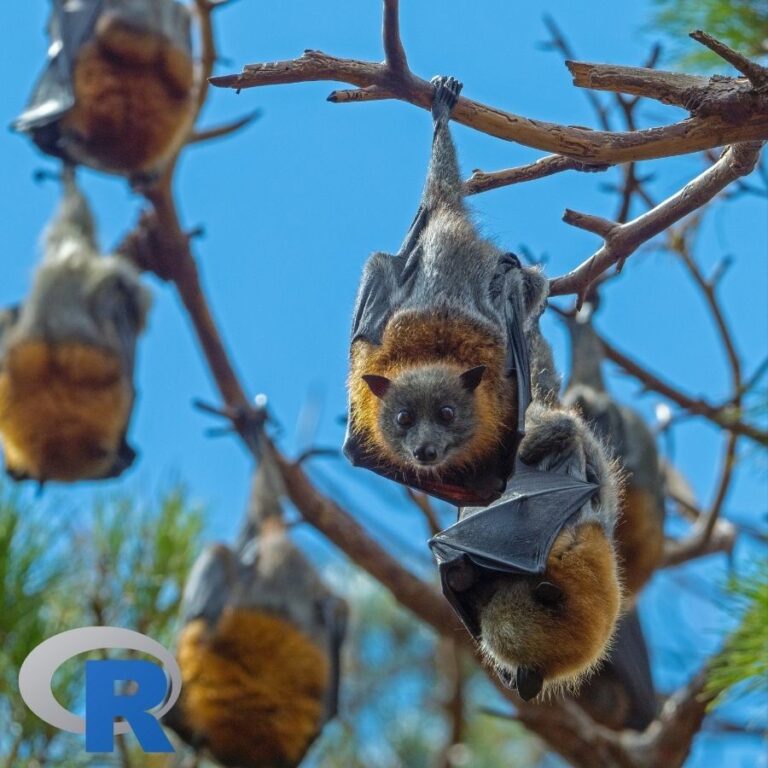 A group of fruit bats