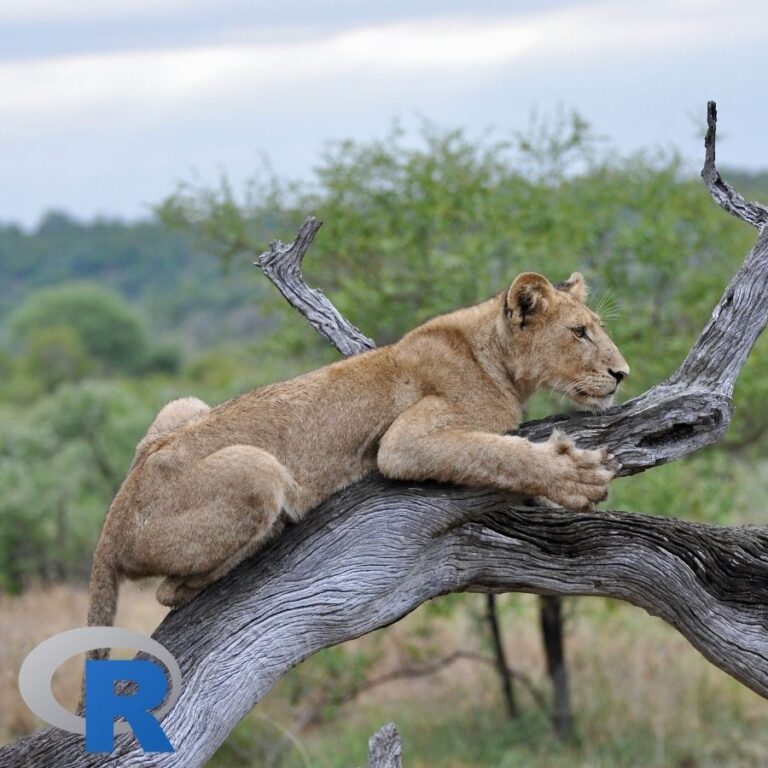 A Lion waiting to pounce