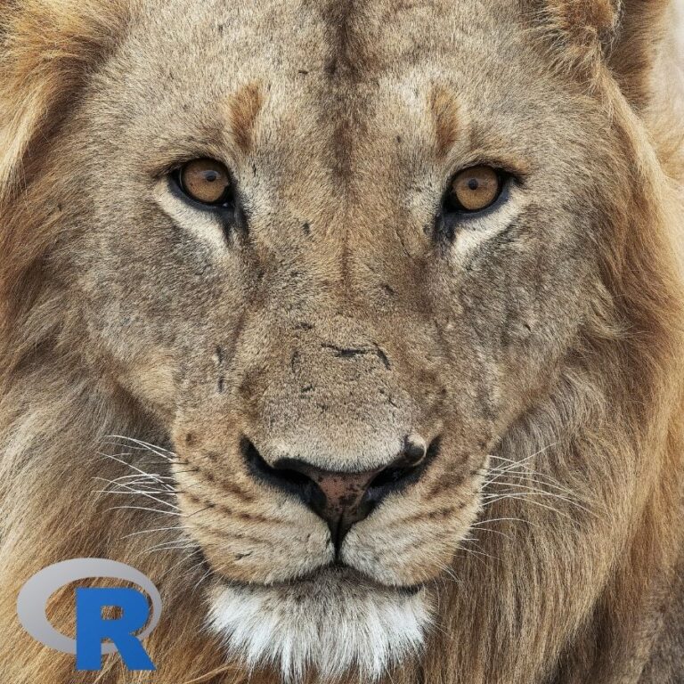 A close up of a Lion