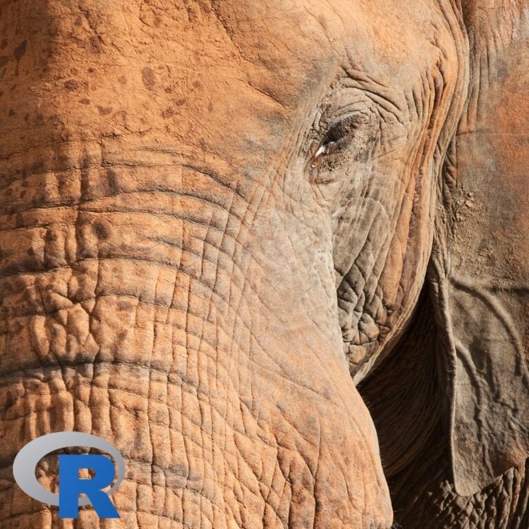 A close up of an Elephant