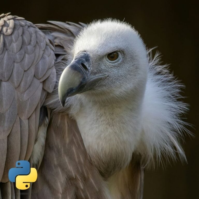 A closeup of a vulture