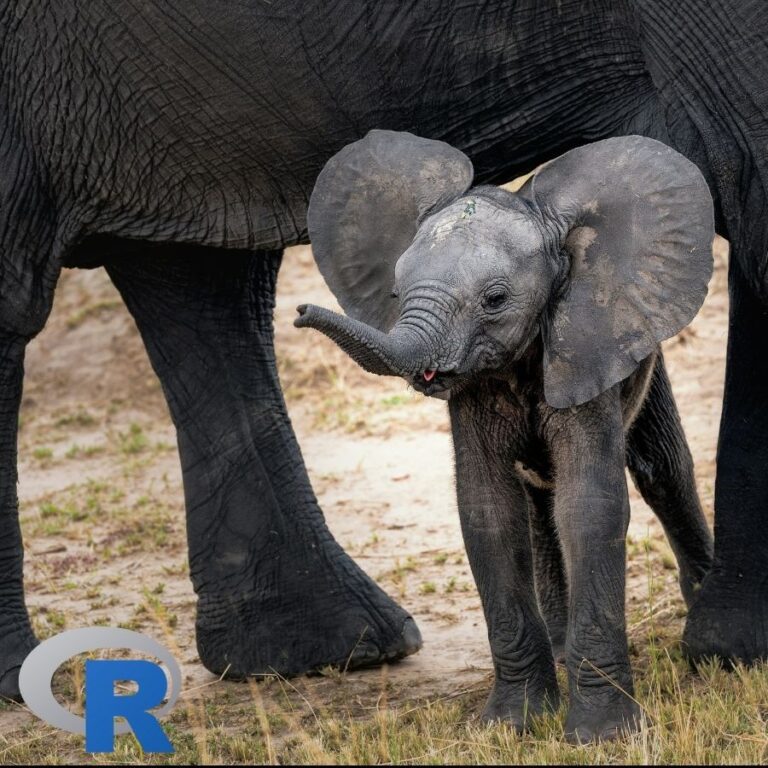 A close up of a baby Elephant
