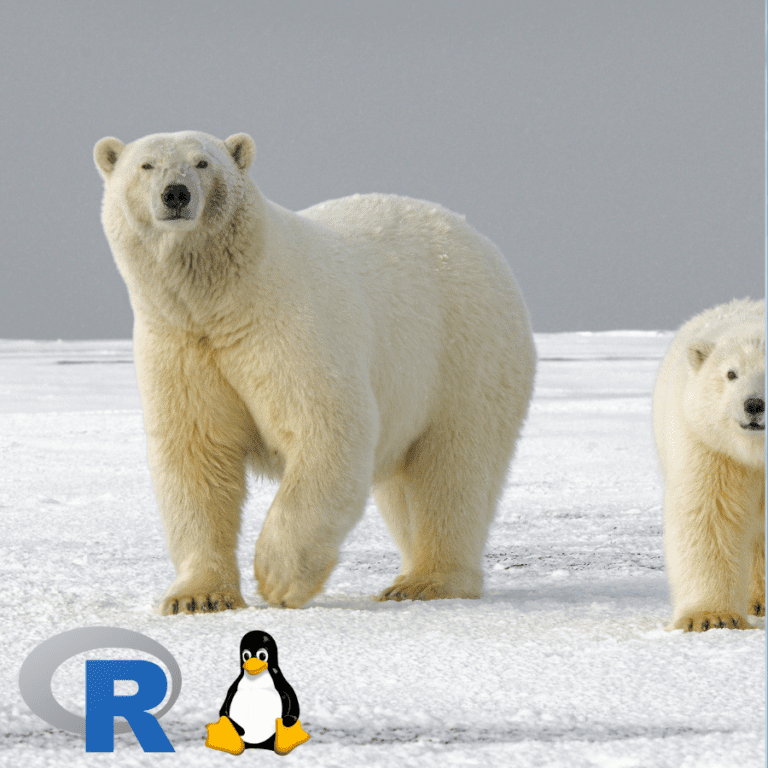 A Polar bear