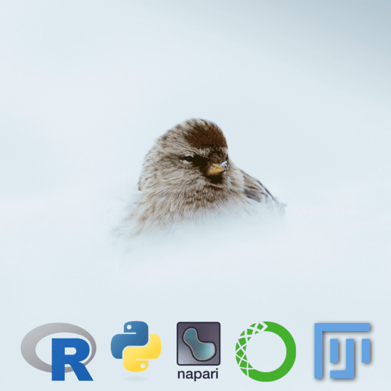Small bird in the snow